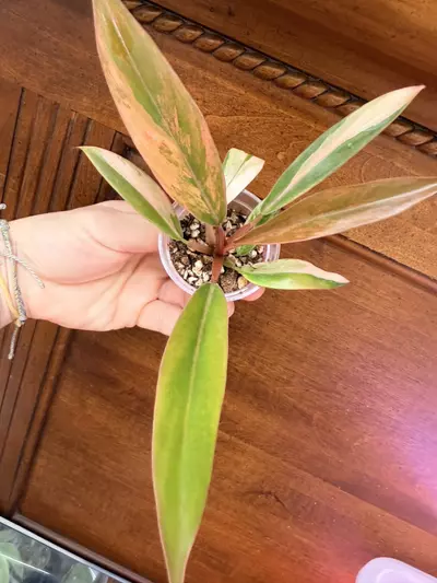 plant/Philodendron Caramel Marble✨#0036-2-thumbnail