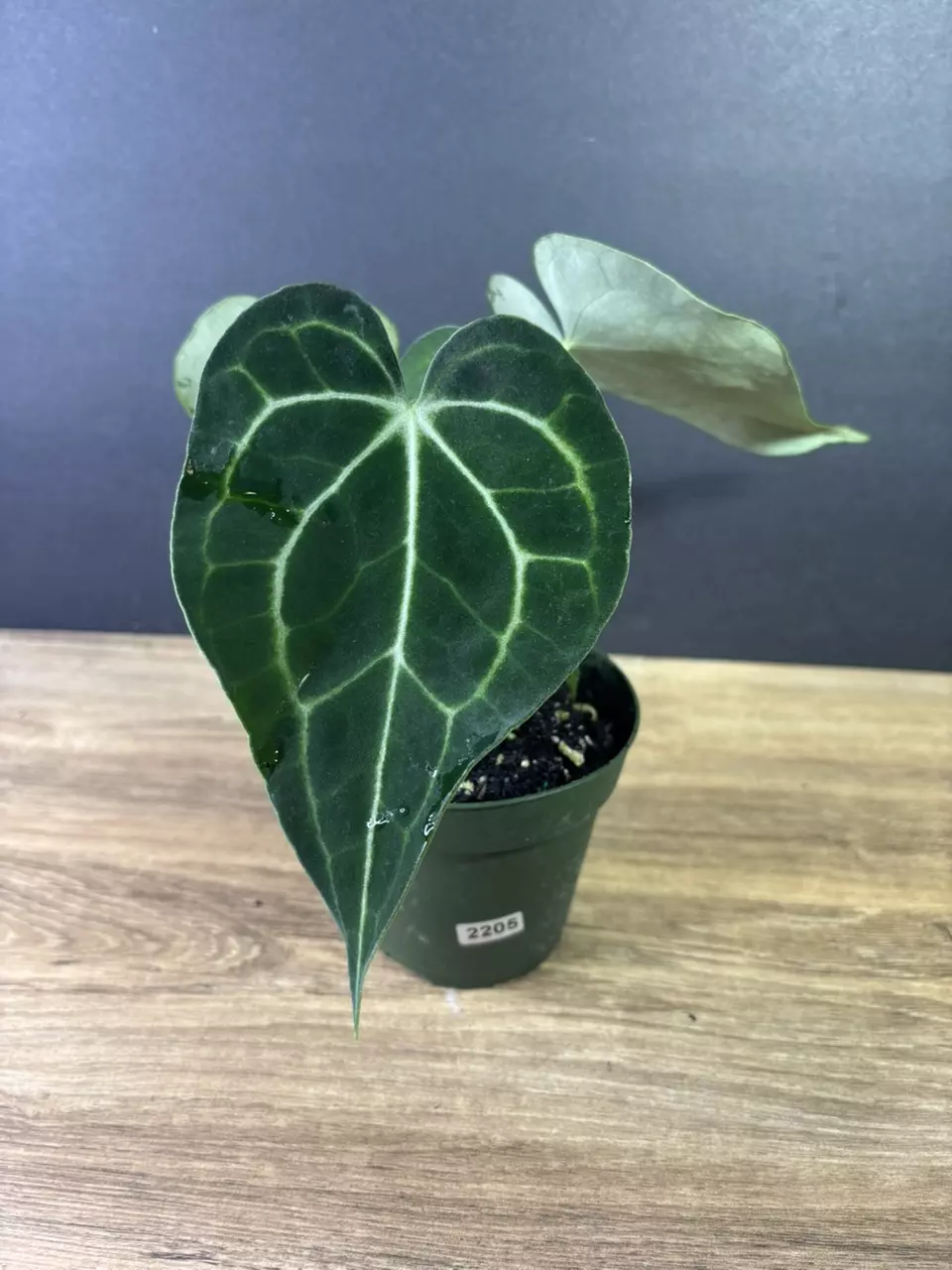 plant/Anthurium Clarinervium 4” 2205-0