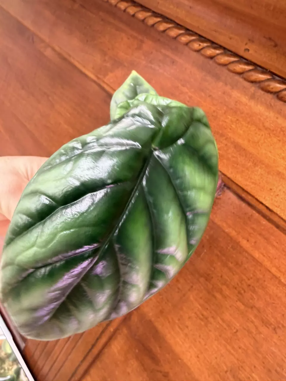 plant/Alocasia ‘sinuata’-1