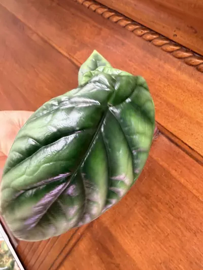 plant/Alocasia ‘sinuata’-1-thumbnail