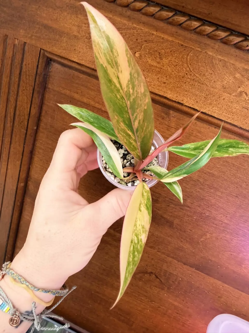 plant/Caramel Marble Philodendron #0035-1