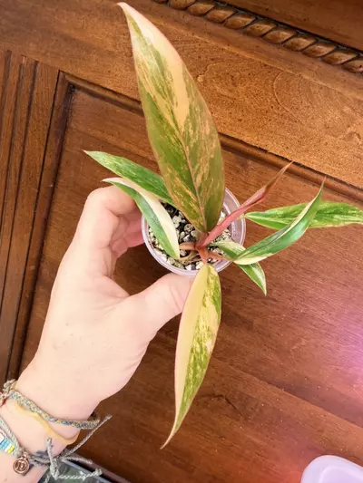 plant/Caramel Marble Philodendron #0035-1-thumbnail