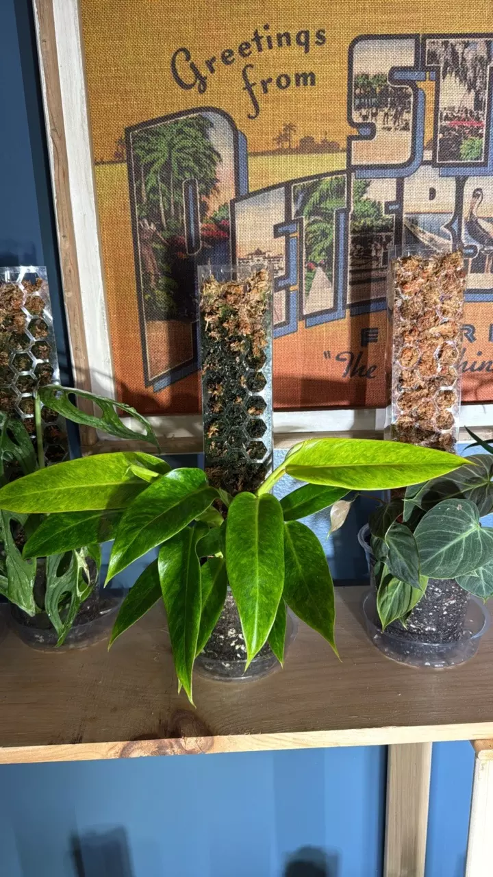 plant/XL double Alocasia painted lady-0