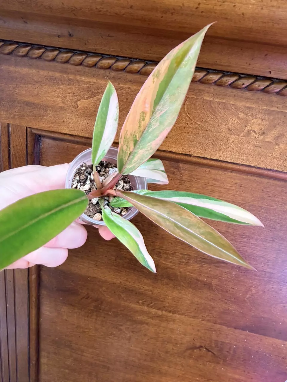 plant/Philodendron Caramel Marble✨#0036-1