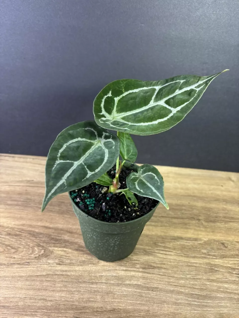 plant/Anthurium Forgetii Hybrid 4” 2004-1