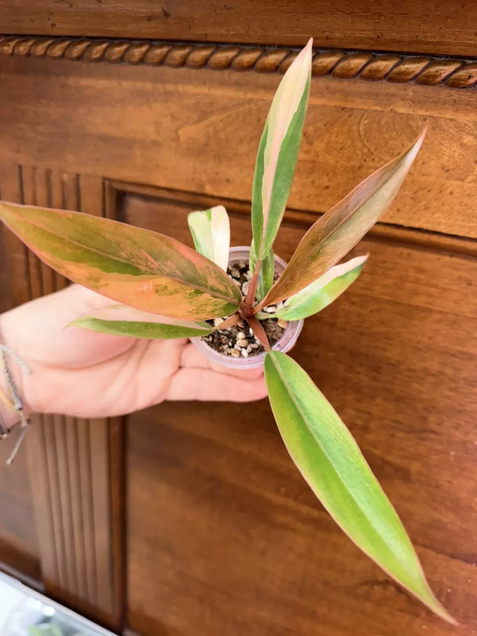 plant/Philodendron Caramel Marble✨#0036-0