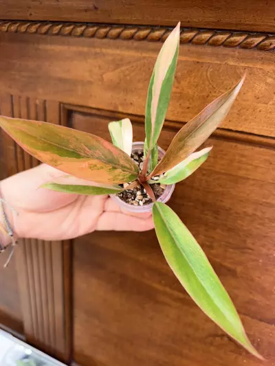 plant/Philodendron Caramel Marble✨#0036-0-thumbnail