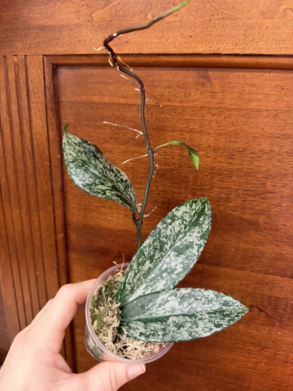 plant/Hoya Pubicalyx Splash✨-1