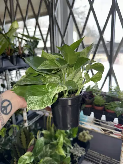 plant/Marble Queen Pothos-0-thumbnail