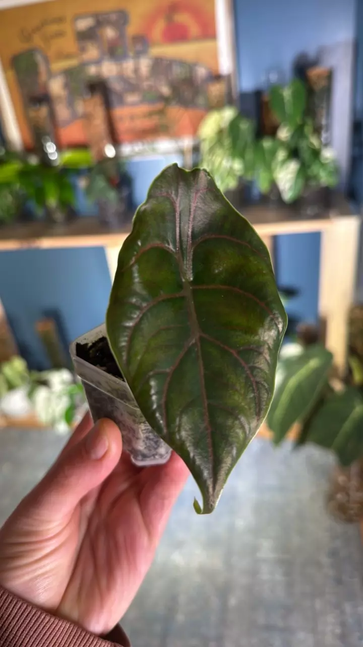 plant/Alocasia azlanii-0
