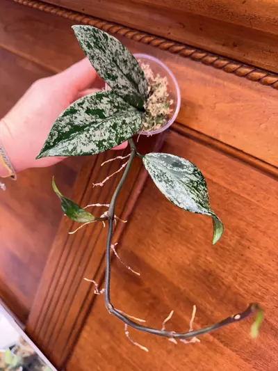 plant/Hoya Pubicalyx Splash✨-2-thumbnail