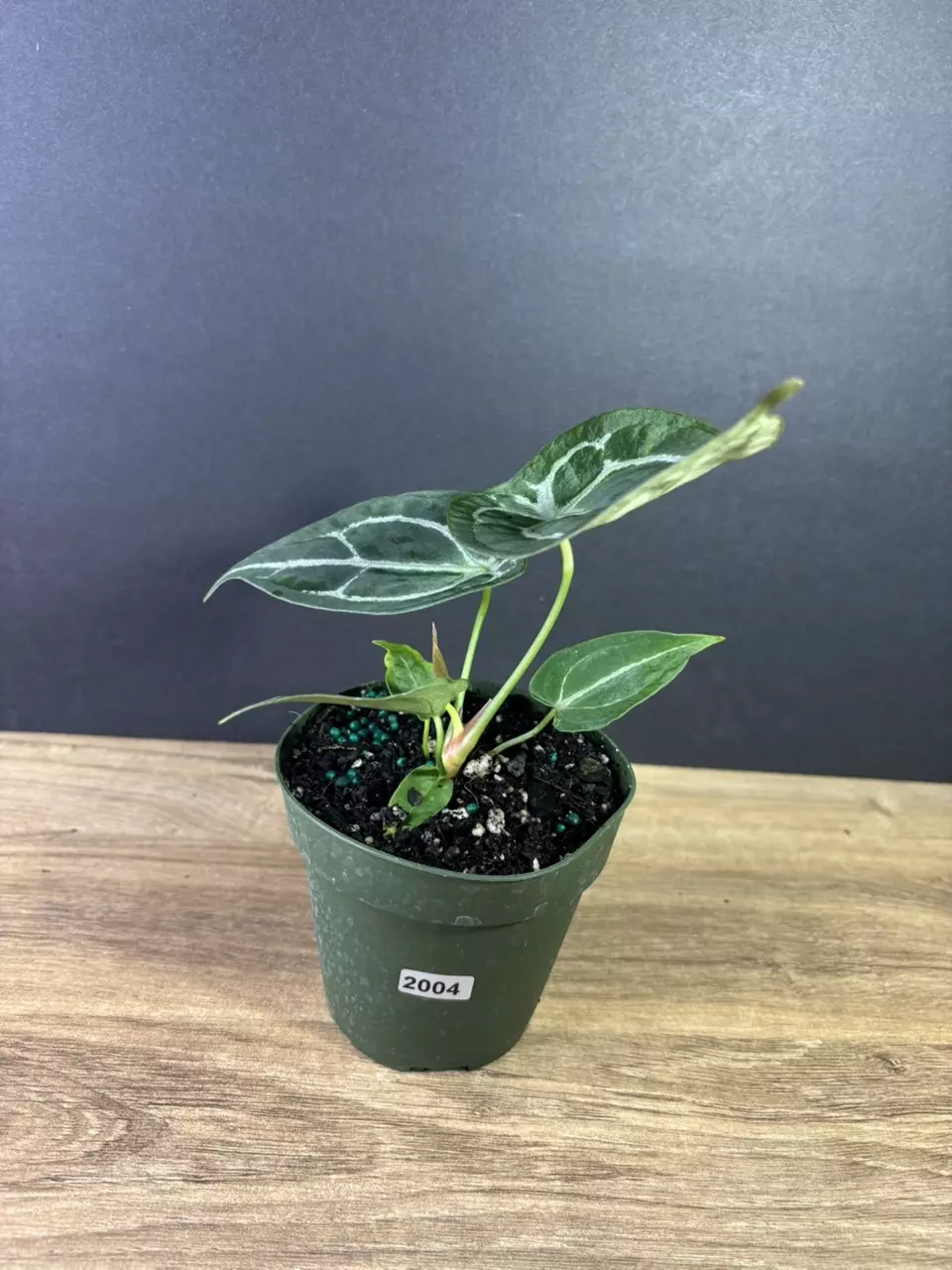 plant/Anthurium Forgetii Hybrid 4” 2004-3