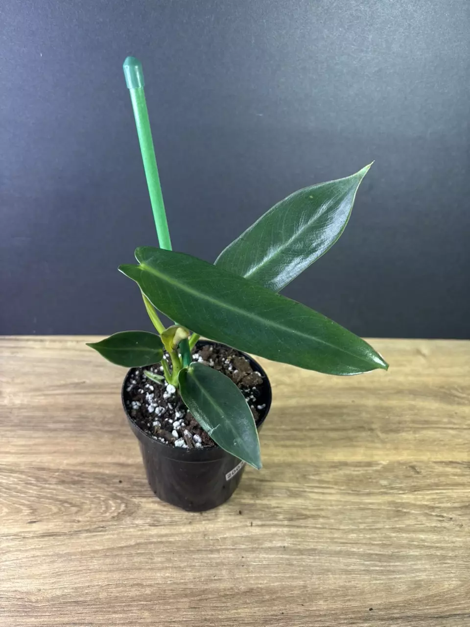 plant/Philodendron Spiritus Sancti 4” 2003-0