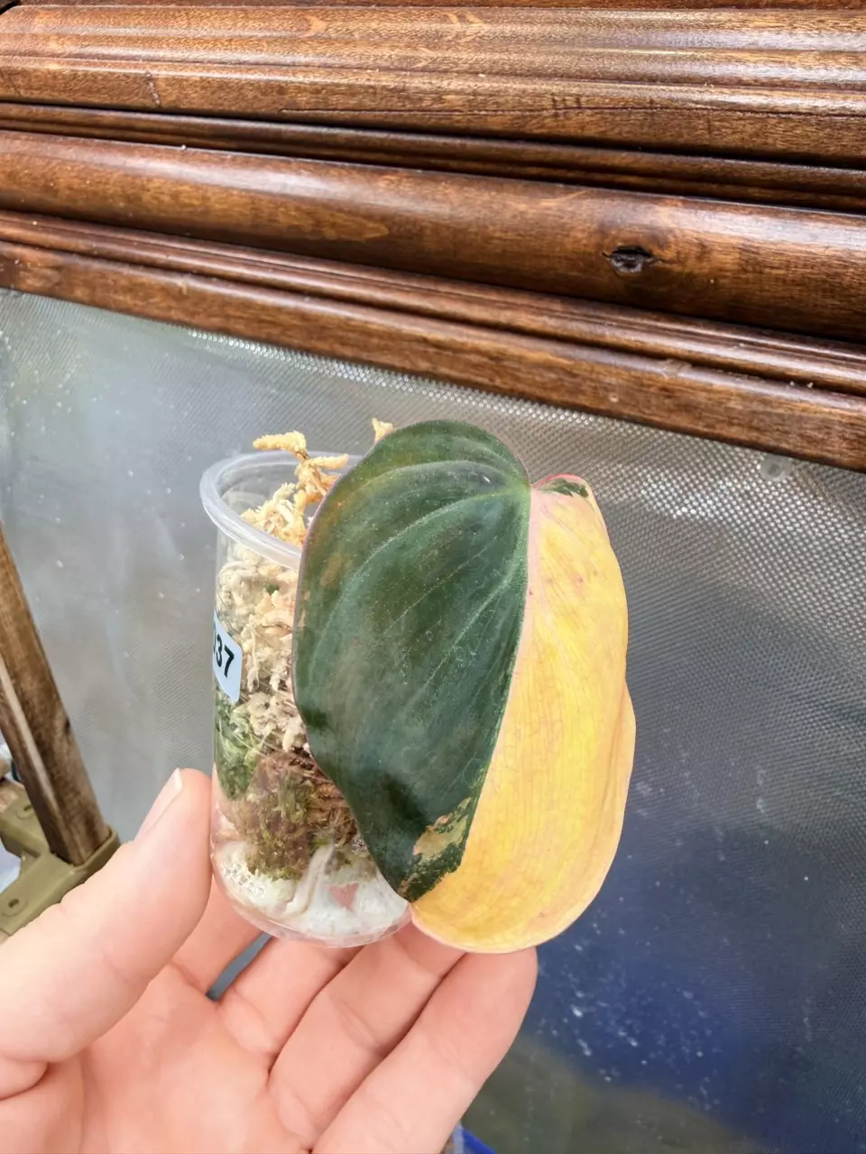 plant/Micans aurea (half moon/mid cut) #0037-0