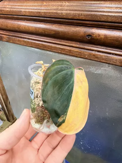 plant/Micans aurea (half moon/mid cut) #0037-0-thumbnail