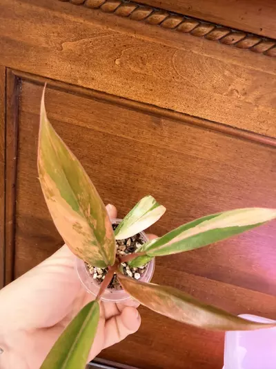 plant/Philodendron Caramel Marble✨#0036-4-thumbnail