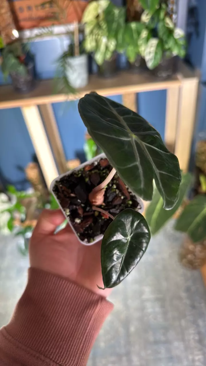 plant/Alocasia pink princess-2