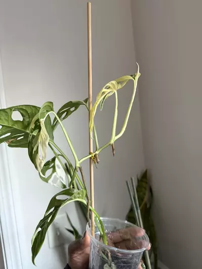 plant/Monstera Adansonii Tricolor-4-thumbnail