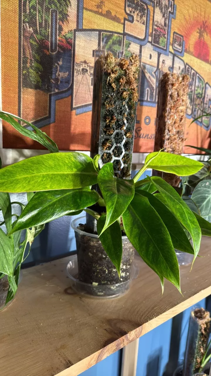 plant/XL double Alocasia painted lady-1