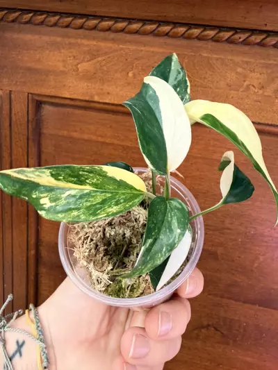 plant/Epipremnum pinnatum Albo-2-thumbnail