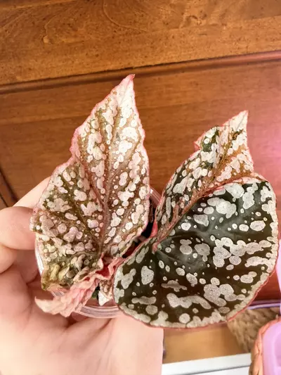 plant/Variegated snow-capped begonia ✨-2-thumbnail