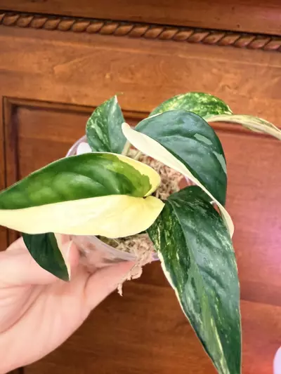 plant/Epipremnum pinnatum Albo-1-thumbnail