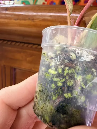 plant/Caramel Marble Philodendron #0035-4-thumbnail