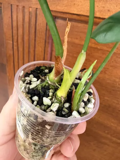 plant/Alocasia ‘sinuata’-5-thumbnail