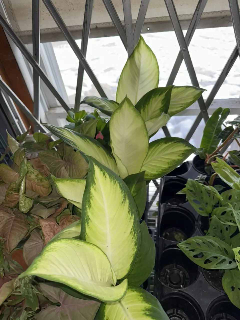 plant/Dieffenbachia-1