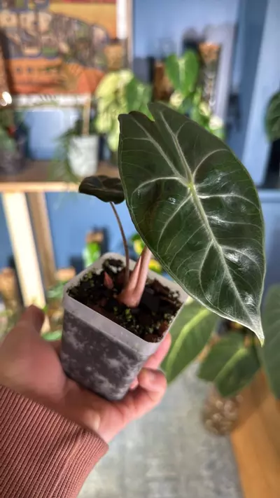 plant/Alocasia pink princess-0-thumbnail