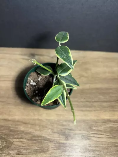 plant/Hoya Bella 3” 2016-1-thumbnail