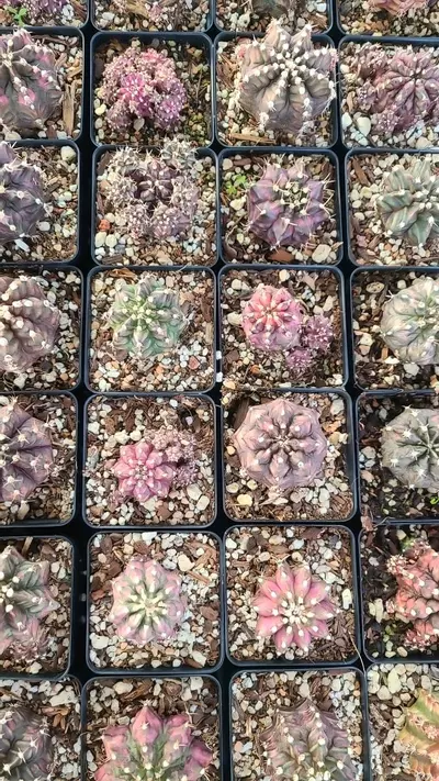 plant/Gymnocalycium "T-Rex" 2.5" pot-4-thumbnail