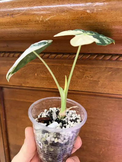 plant/Alocasia variegated frydek #0034-1-thumbnail