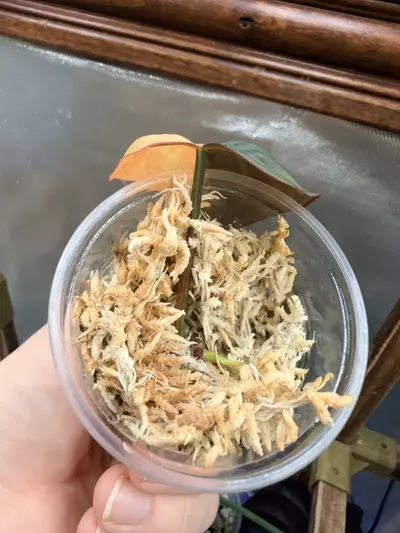 plant/Micans aurea (half moon/mid cut) #0037-4-thumbnail