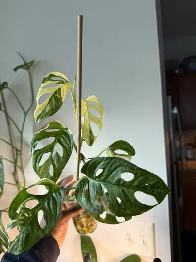 plant/Monstera Adansonii Tricolor-5-thumbnail