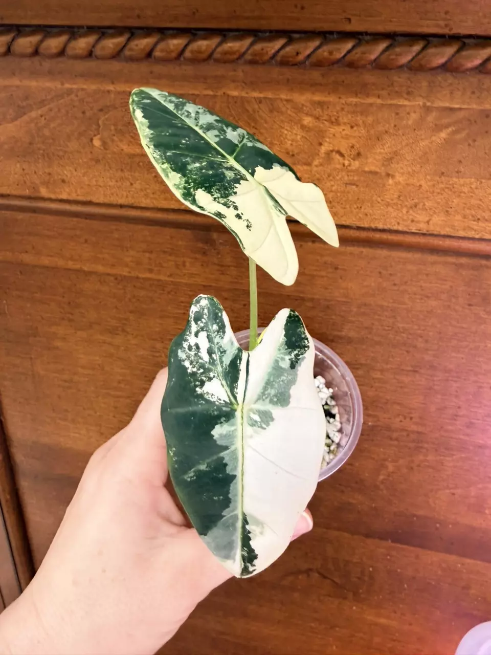 plant/Alocasia variegated frydek #0034-0