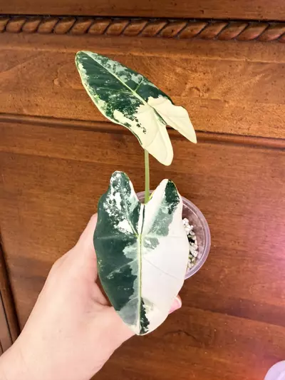 plant/Alocasia variegated frydek #0034-0-thumbnail