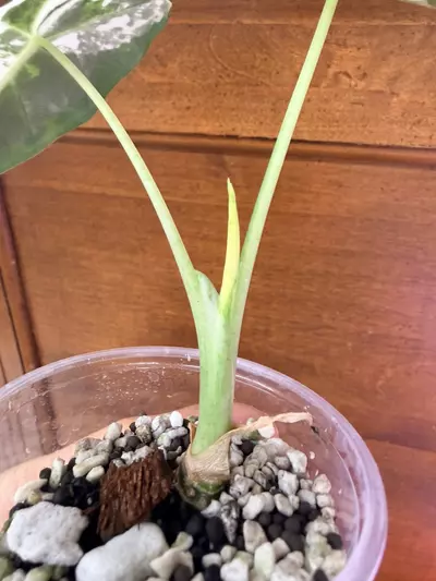 plant/Alocasia variegated frydek #0034-4-thumbnail