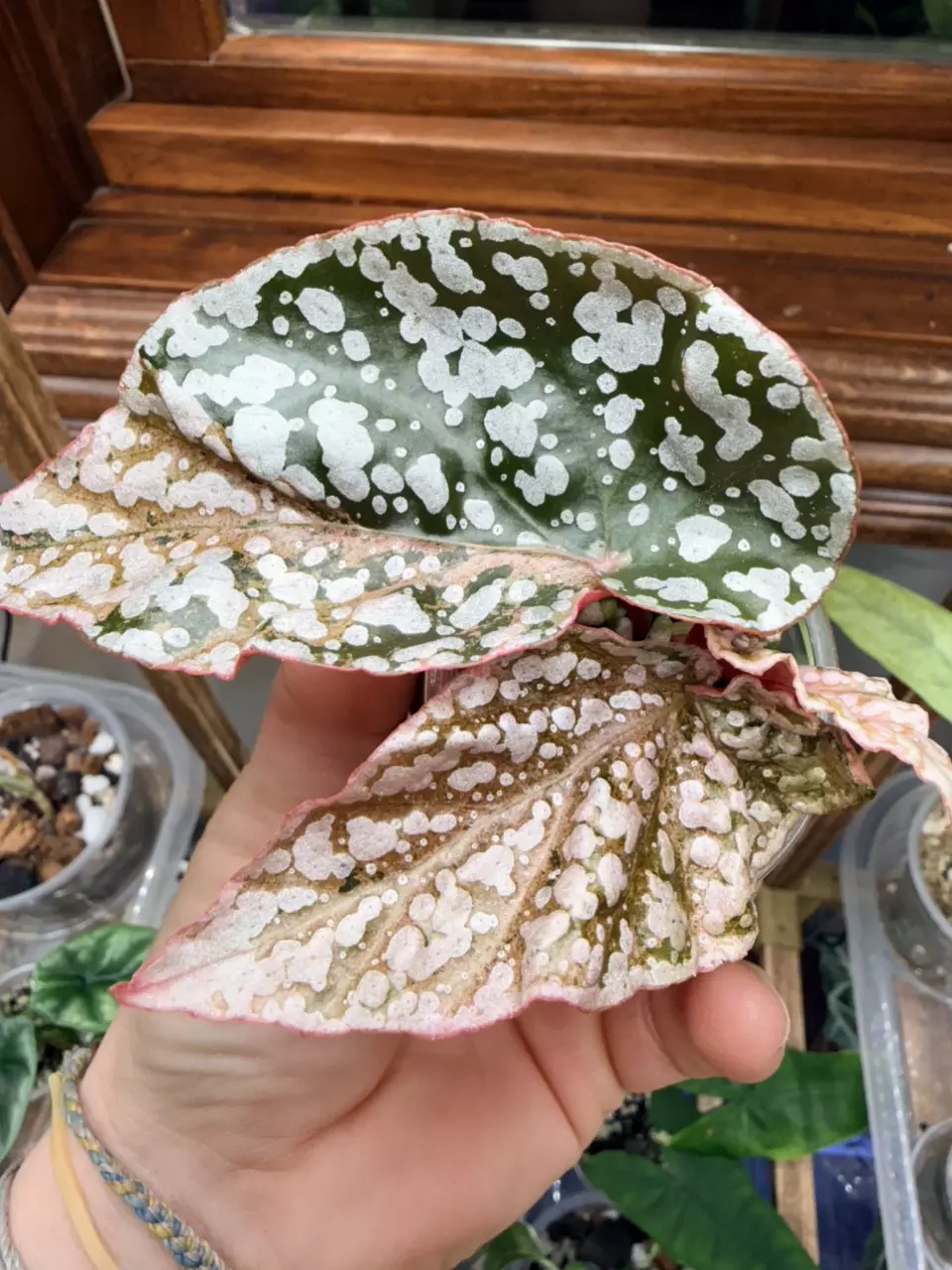 plant/Variegated snow-capped begonia ✨-0