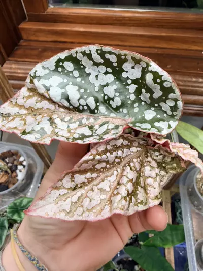 plant/Variegated snow-capped begonia ✨-0-thumbnail
