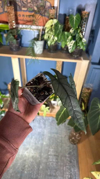 plant/Alocasia dragon’s breath “metallic blue”-4-thumbnail
