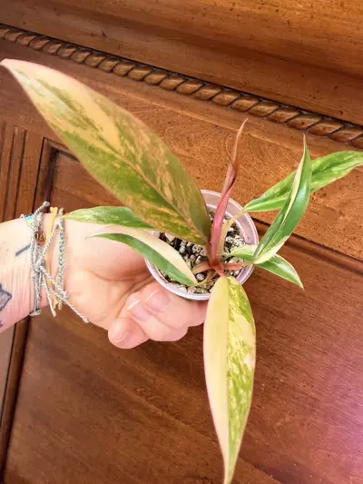 plant/Caramel Marble Philodendron #0035-0-thumbnail