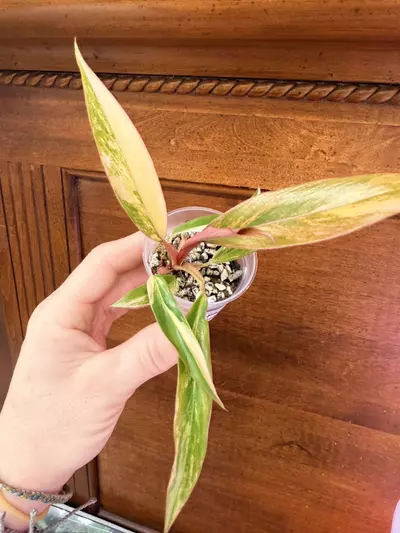 plant/Caramel Marble Philodendron #0035-3-thumbnail