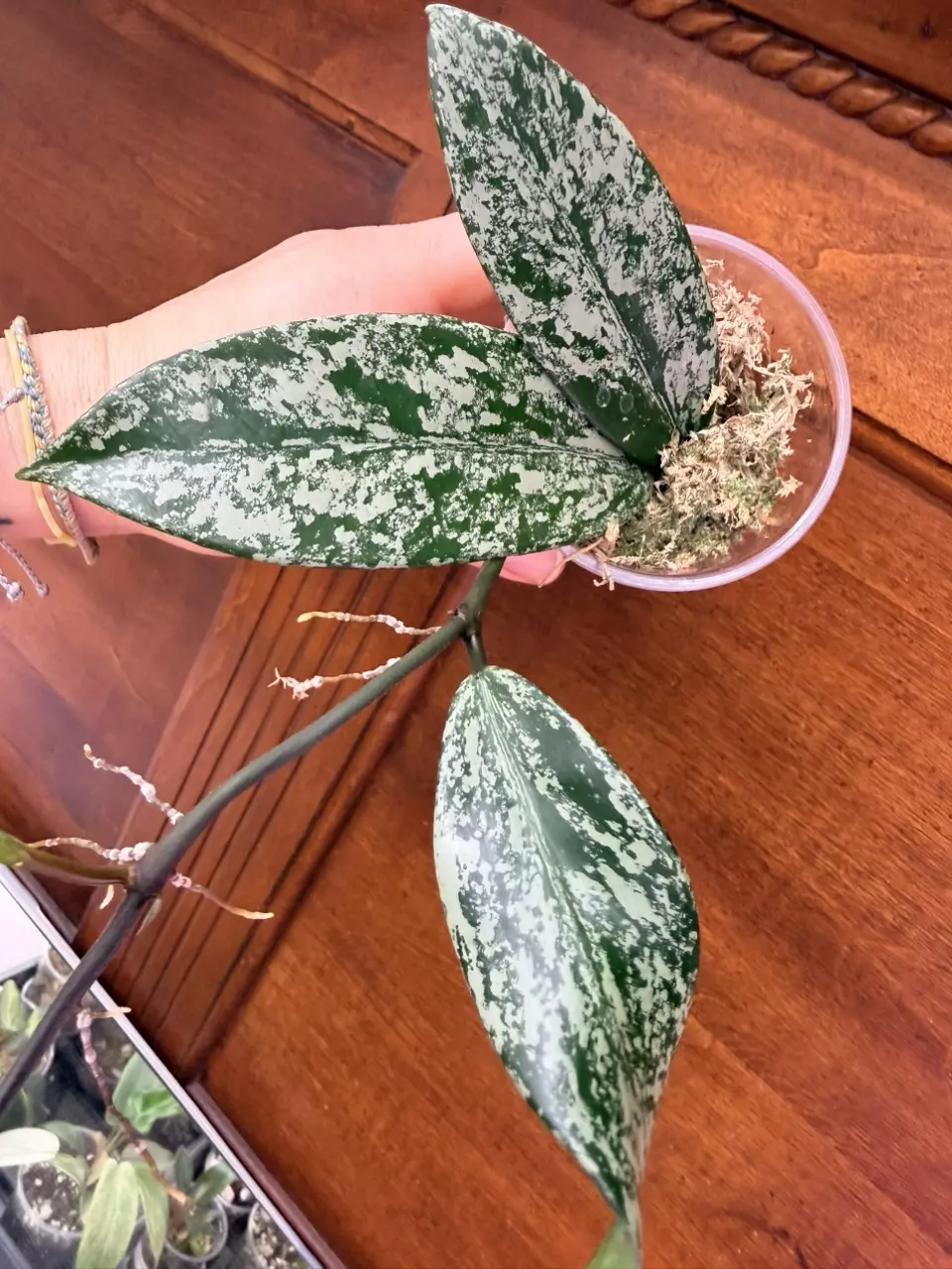 plant/Hoya Pubicalyx Splash✨-0