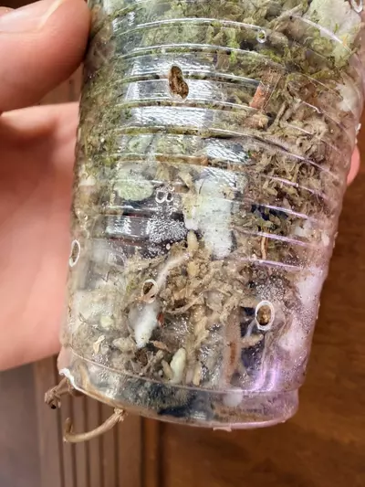 plant/Epipremnum pinnatum Albo-4-thumbnail