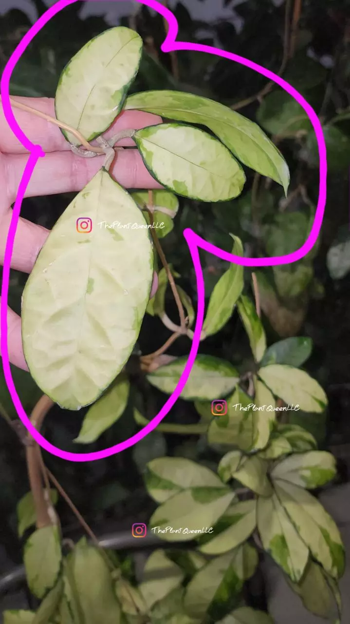 plant/Cutting - Hoya crassipetiolata (variegated)-0