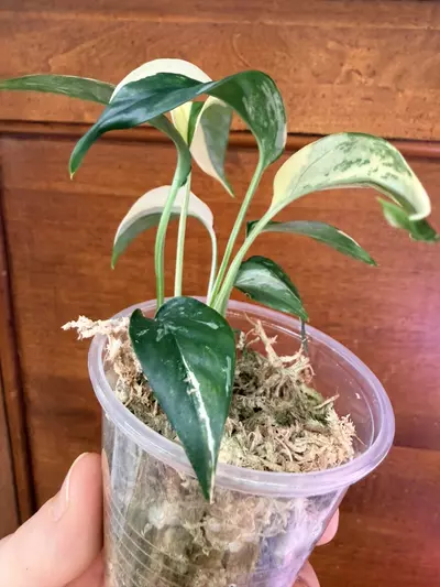 plant/Epipremnum pinnatum Albo-3-thumbnail