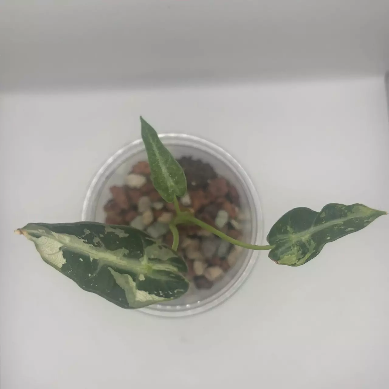 plant/Alocasia Bambino Albo-0