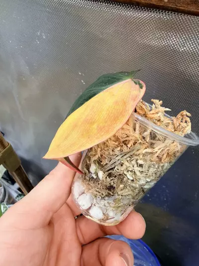 plant/Micans aurea (half moon/mid cut) #0037-3-thumbnail