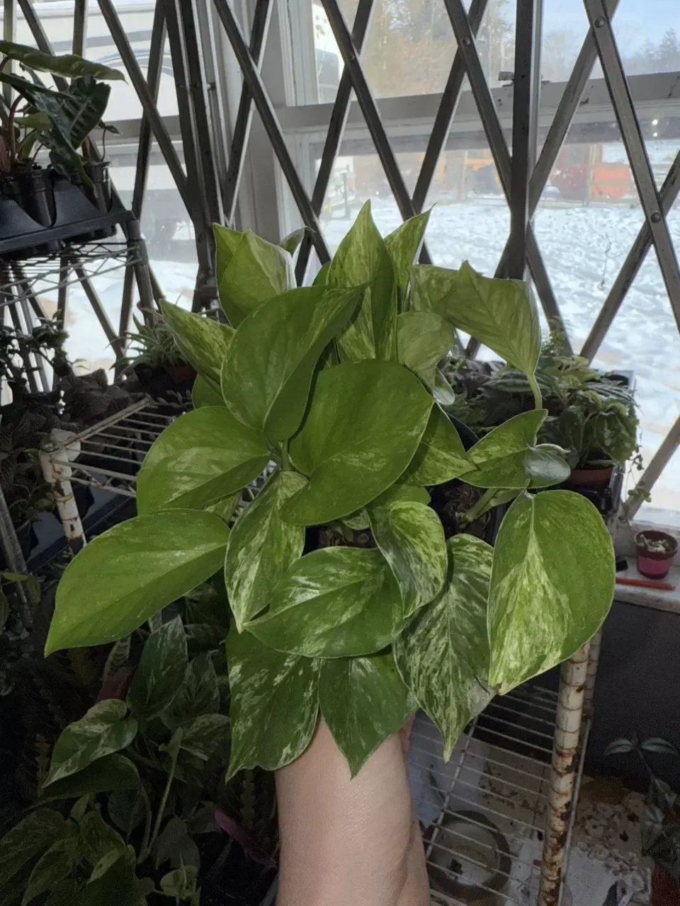 plant/Marble Queen Pothos-2